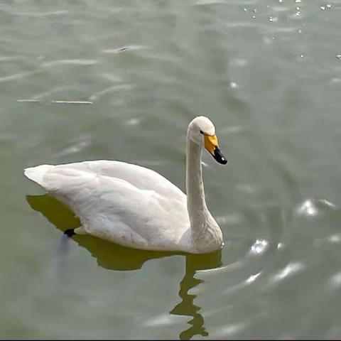 三门峡天鹅湖