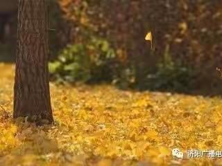 凉凉的秋