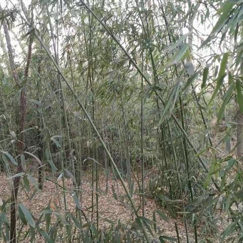 青竹•晚霞