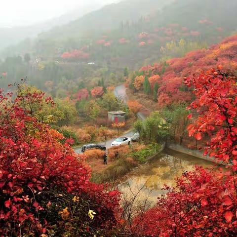 捎近村赏红叶