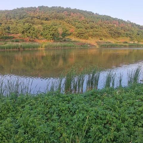 东村河夏日即景