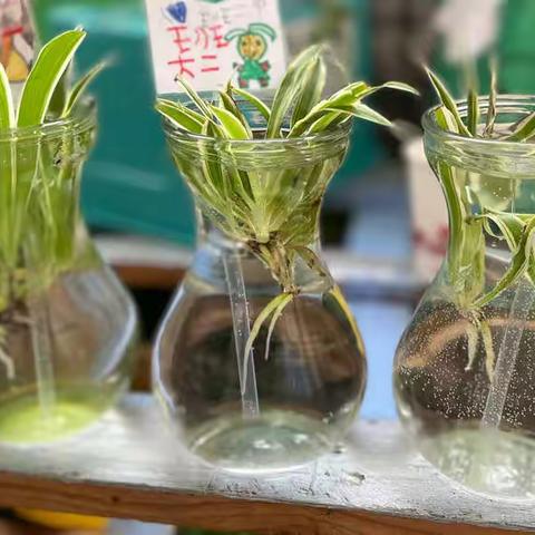 大二班植树节活动——《播下绿色的“希望”》