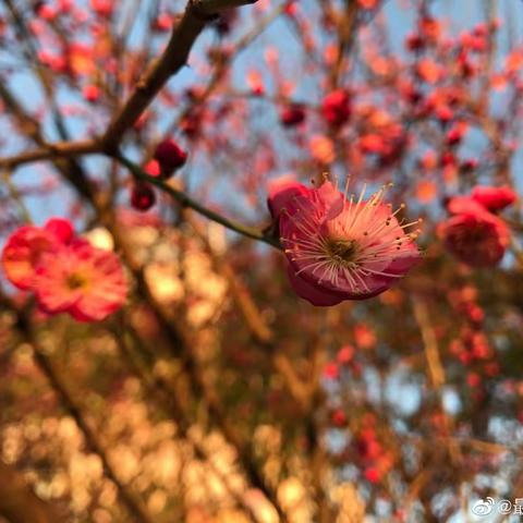 【郭杜街道茅坡新城幼儿园】让疫情不再有，我为保护环境发声——花