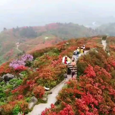 谷雨，我们和贵州有个约会（6）龙泉山杜鹃