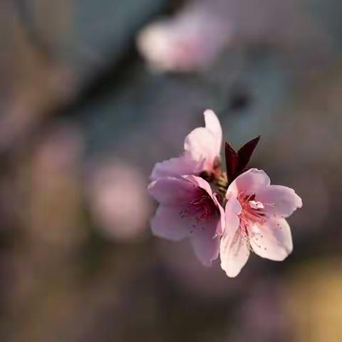 花花世界