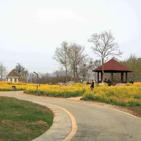 唐岛湾油菜花