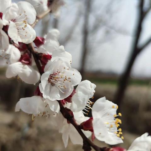 春到杏花开