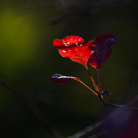 霜叶红于二月花