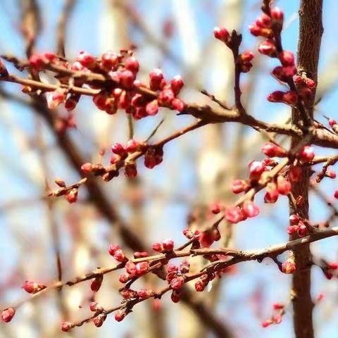 3月7日—14日（春暖花开）