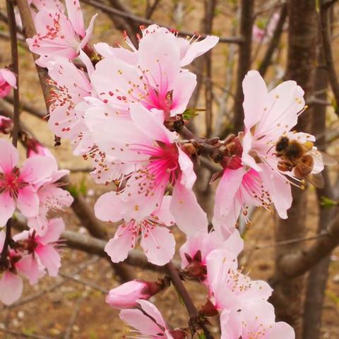 桃花颂     梨花吟