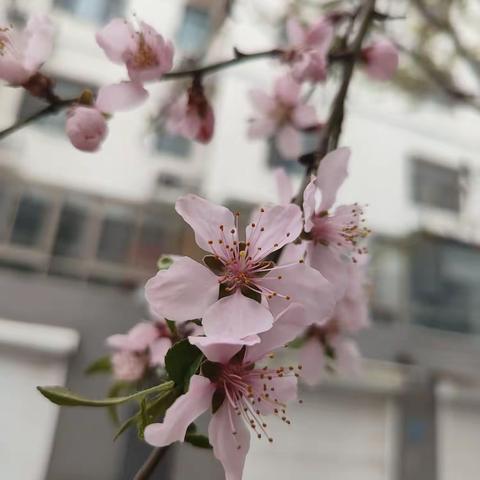 桃花庵