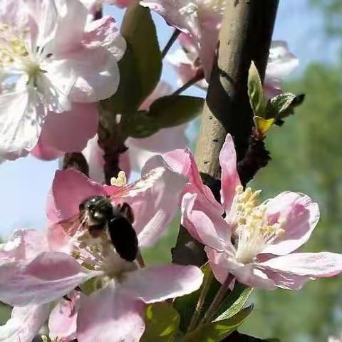 冀教版四年级数学下册第四章《多边形的认识》知识总结