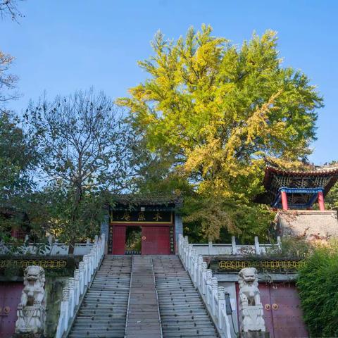 千山百年银杏——木鱼庵