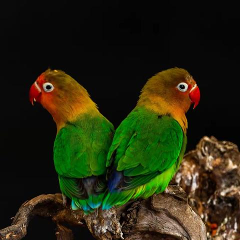 伪装情侣鹦鹉（Masked lovebird）