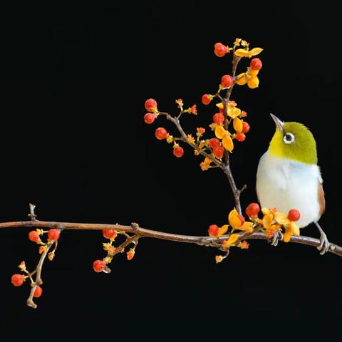 绣眼鸟（White-eye）