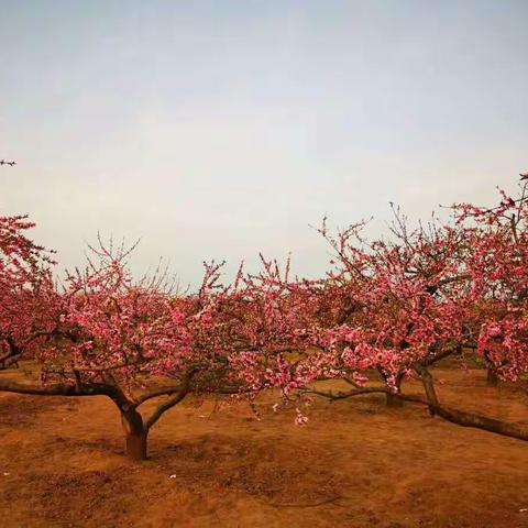 春到汴京竞芳菲