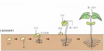 亲子活动：小种子