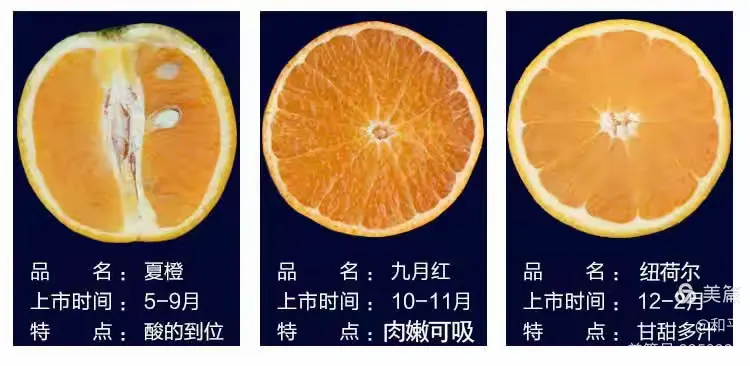 中国最出名的脐橙