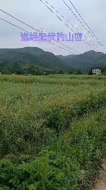 山清水秀的家乡