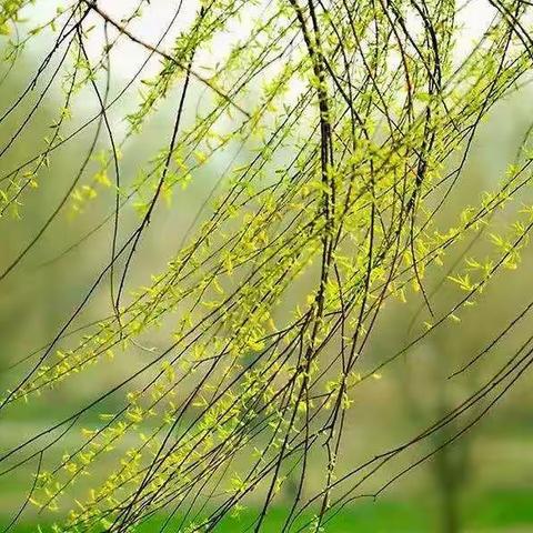 红娃小队“播种绿色”植树节活动