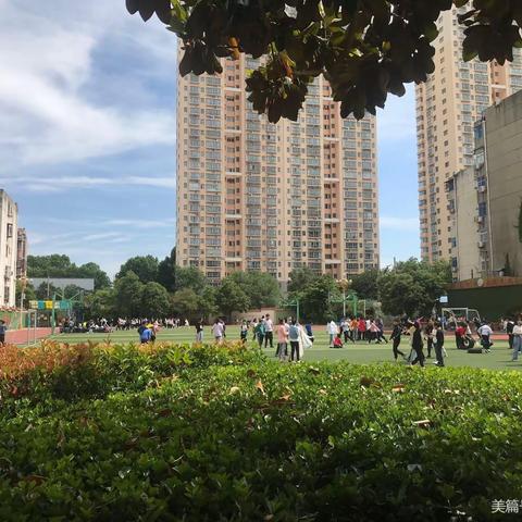 聚焦低段绘本教学，构建主题融合课程——凯旋路小学低段语文绘本教学课例研讨