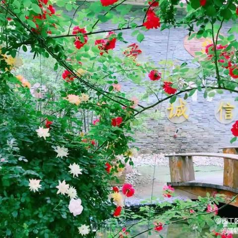 凯旋路小学的校本培训——春雨计划 ：《儿童青少年心理发展:青春期》