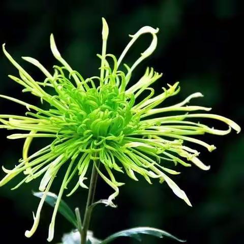 此花开尽更无花 ——咏菊