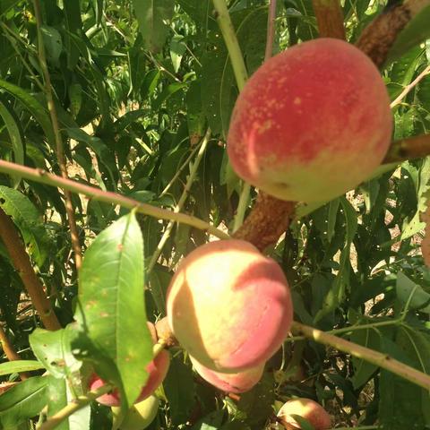 2016年7月古田摘桃