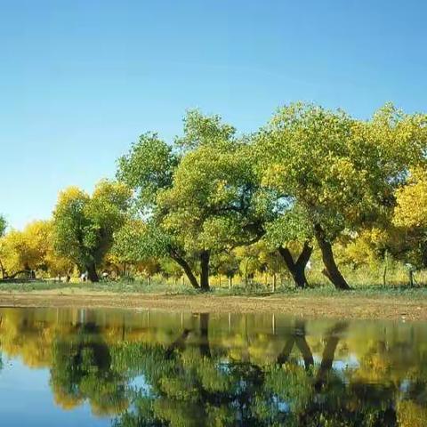 桃花美景