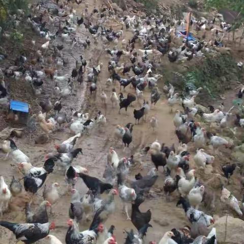 桃花村“三比三评”活动火热进行中