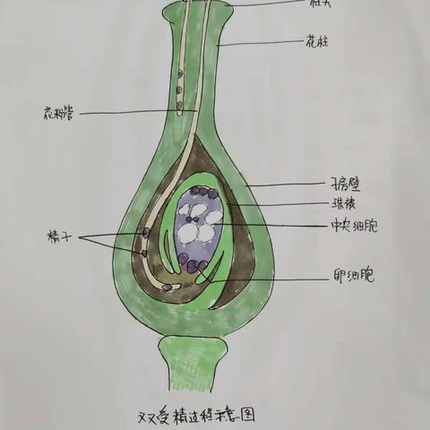 2020级2班优秀特色生物作业展