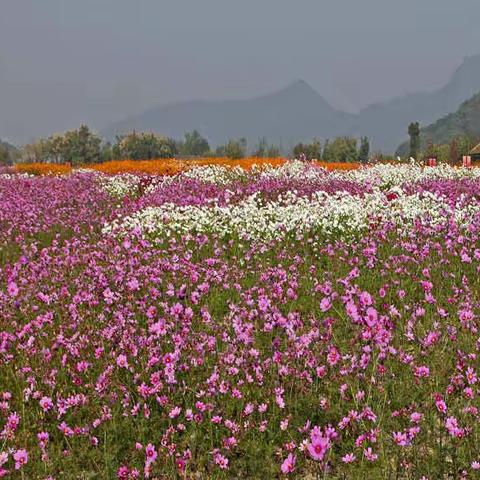 湘湖花海随拍分享