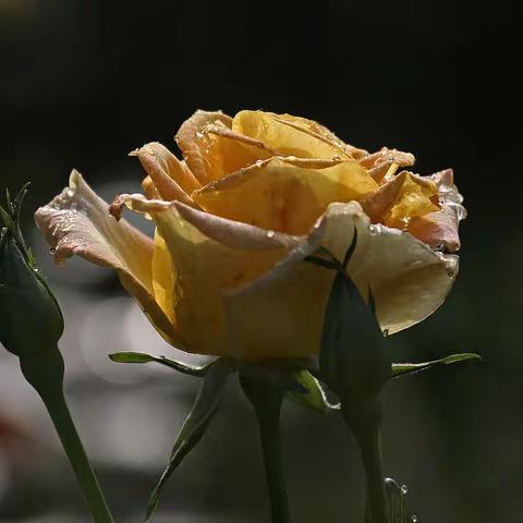 2019西湖月季花精品展姹紫嫣红的花圃晨露月季分享