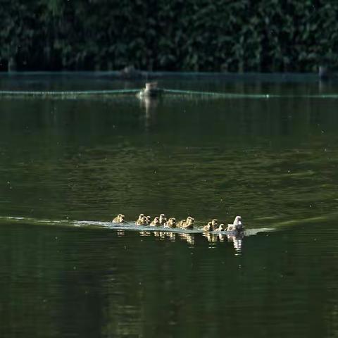 西湖鸳鸯宝宝跟妈妈横渡北里湖觅食记