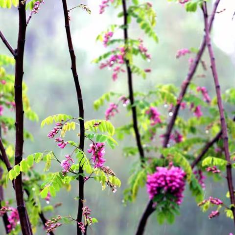 雨如花