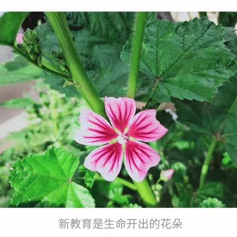 穿过生命散发的芬芳––东康新教育学校五年级语文组学习新教育之路