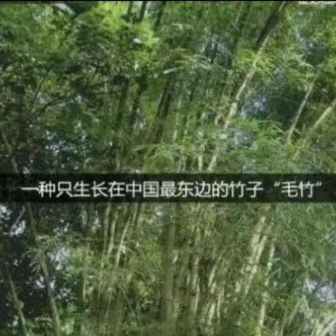 竹子的成长过程