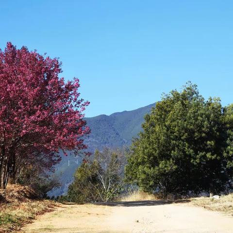 走出户外，去感受这份提前来到的春光！