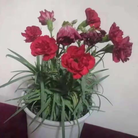 播种希望——四四中队