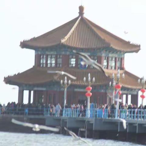 大年初一青岛栈桥赏海鸥