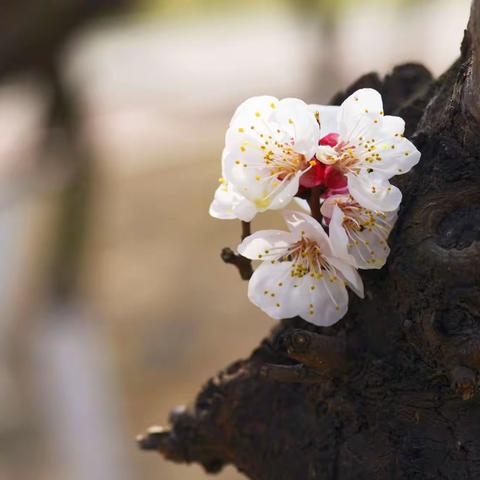 祊河杏林