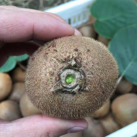 猕猴桃（中国•周至）开售(包邮)期待您的来电：13429776118