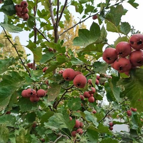 曹村联校“乐在金秋  品味楂香”第一届采摘节