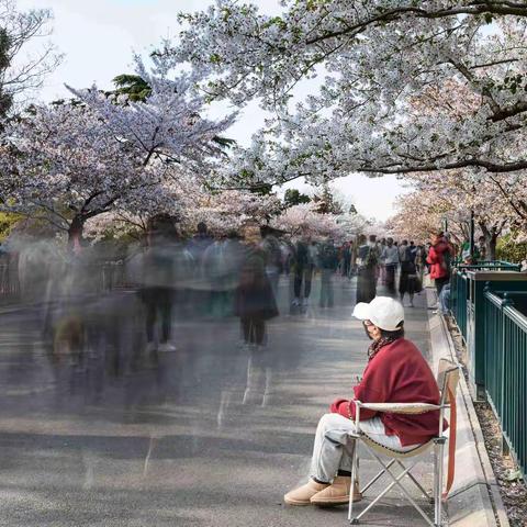 春游赏花（青岛中山公园）