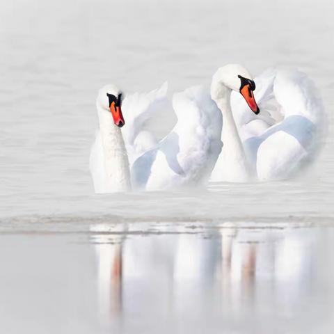 天鹅（高调片）