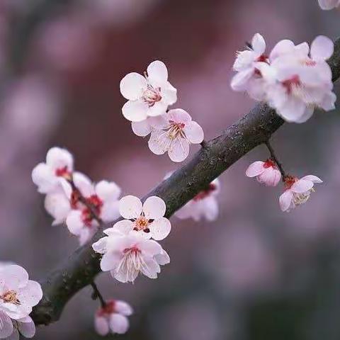 牢记心中志，静待花香时——郑州市第一二四中学