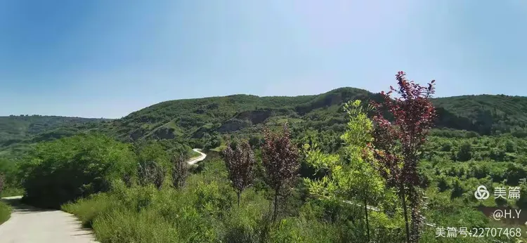 黄连木大树种植与养护技术规程