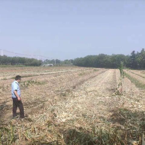 “防微杜渐  严阵以待  坚决织密禁烧防火网”——阎良区持续加强“三秋”秸秆禁烧工作