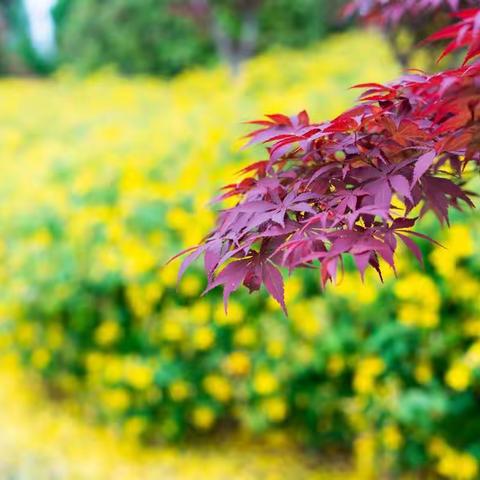 莘庄梅园夏花