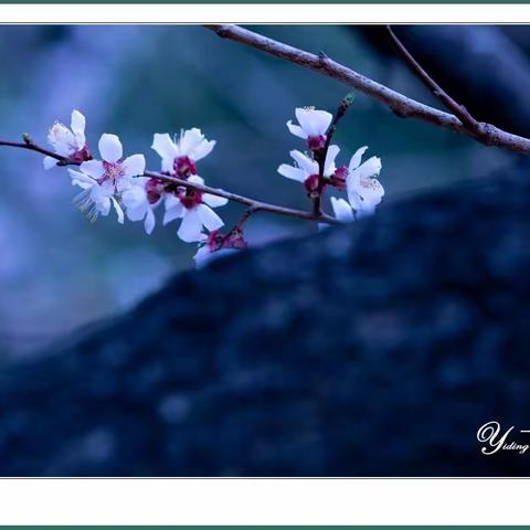 同株上不同视角的形态【一丁摄影】